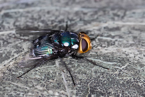 Tachinid Fly (Rutilia argentifera) (Rutilia argentifera)